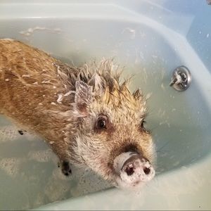 Meet your Posher, Jason